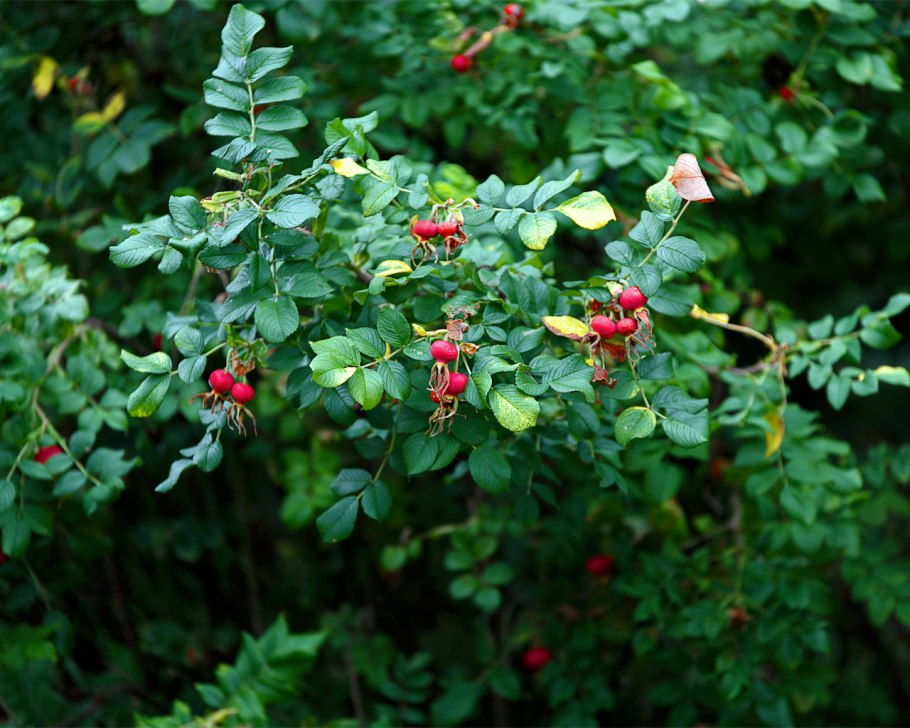Бересклет ягоды