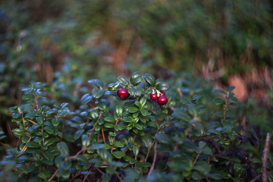 Ежевика Лесная кустарник