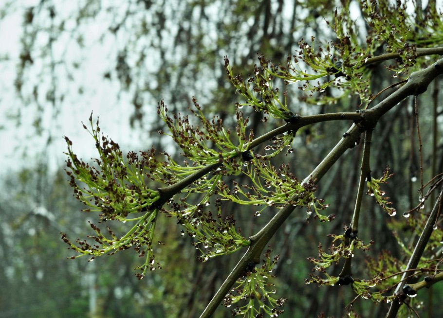 Клён американский ясенелистный цветы