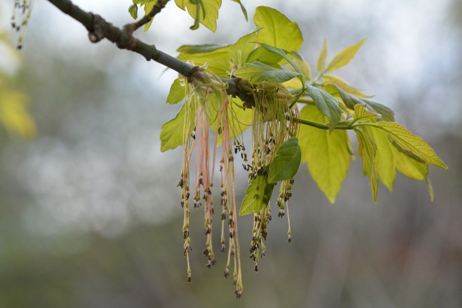 Клен остролистный цветет