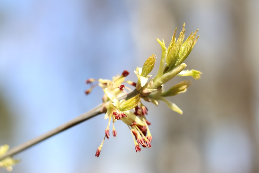 Клен остролистный цветет