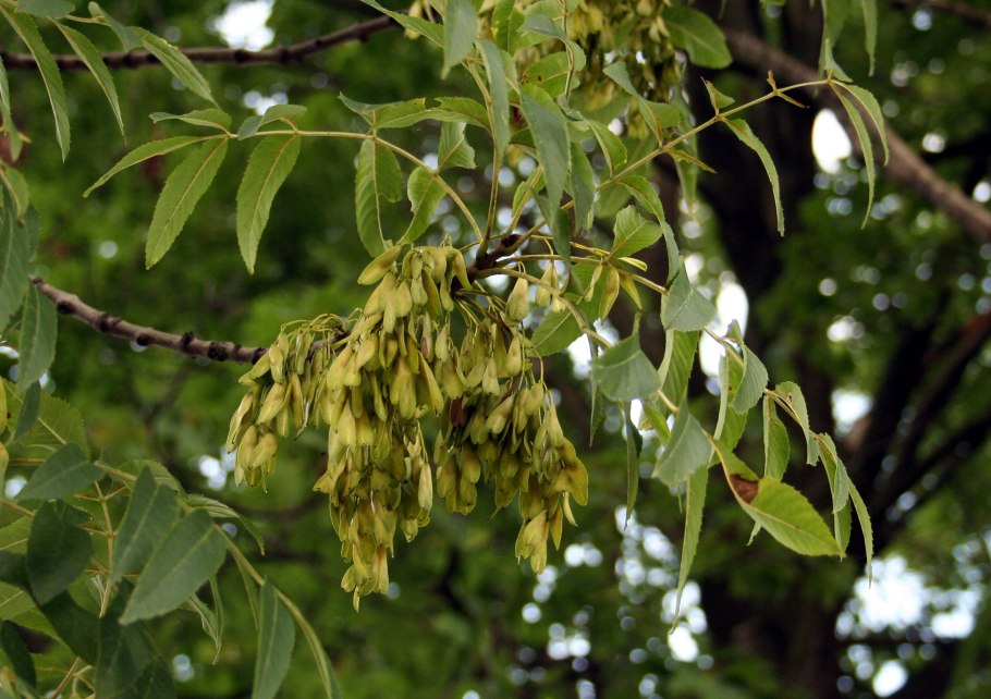 Ясень ланцетный Fraxinus lanceolata