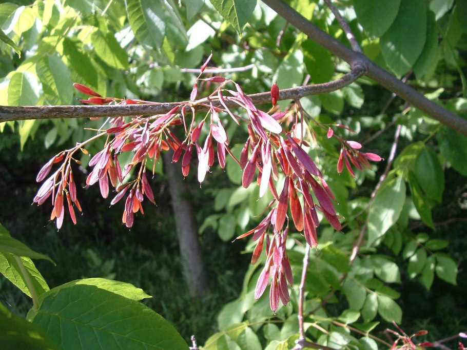 Клен ясенелистный цветение