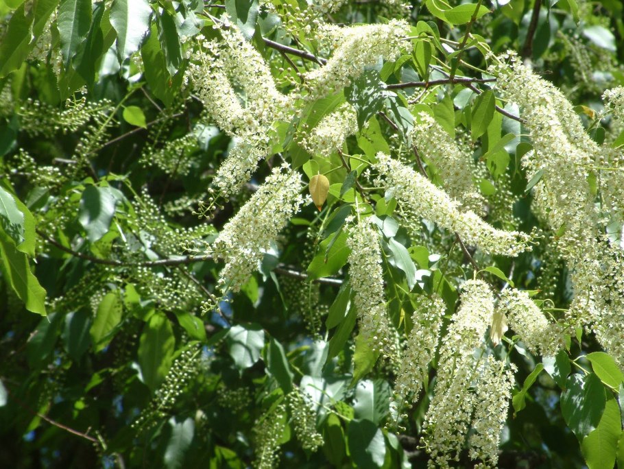 Ясень зеленый Fraxinus lanceolata