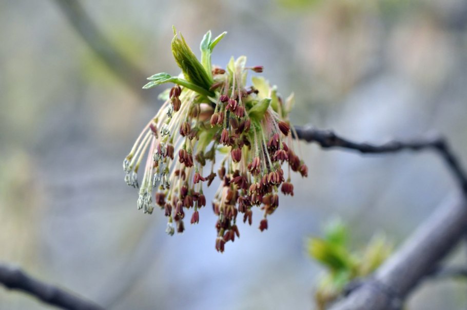 Ясень цветение