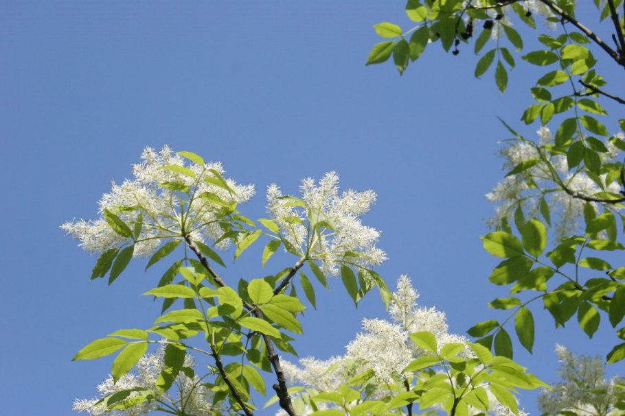 Ясень пенсильванский весной