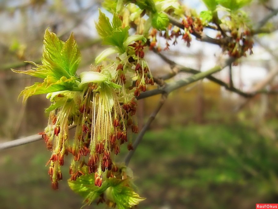 Ясень обыкновенный цветет