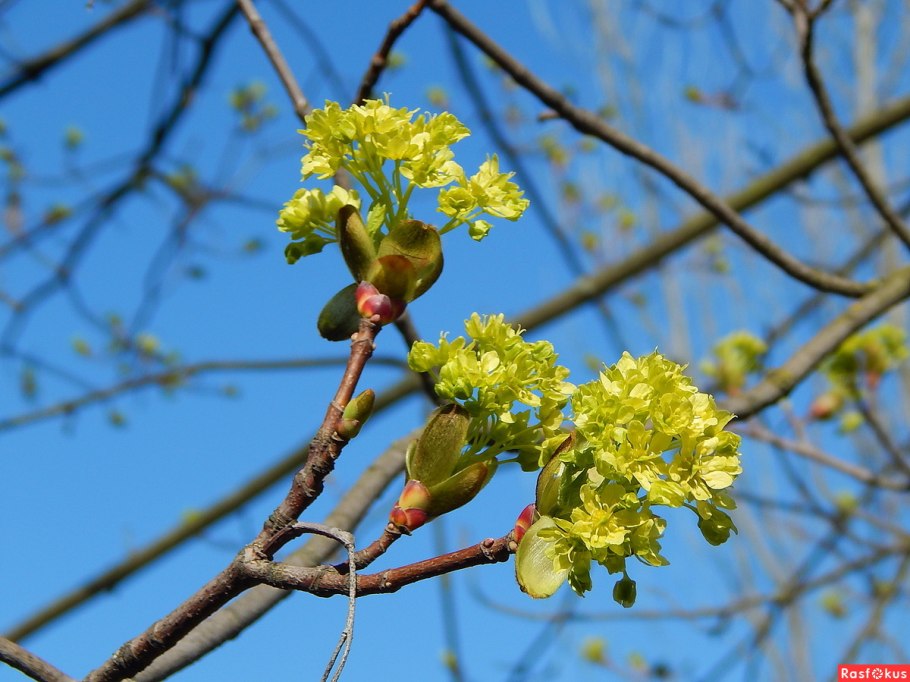 Ясень обыкновенный цветение