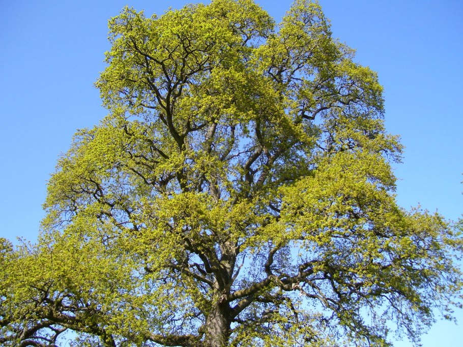 Болотный ясень