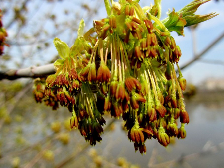 Ясень обыкновенный цветение