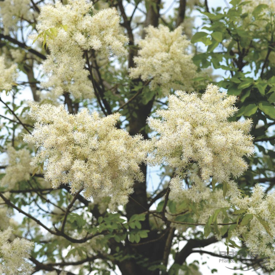 Ясень пенсильванский почки