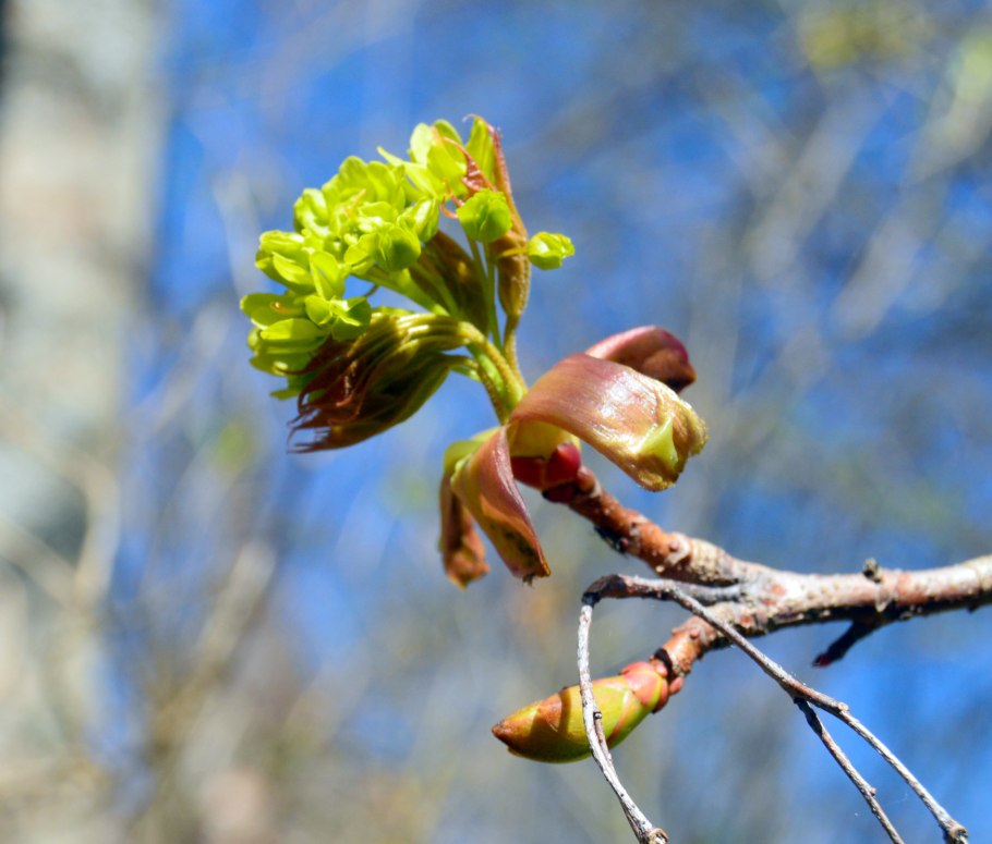 Клен остролистный весной