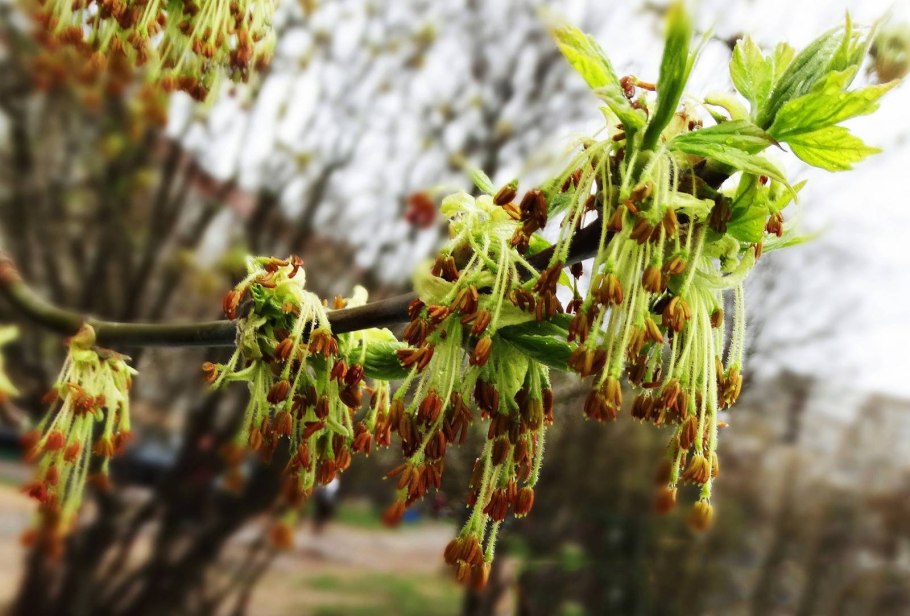 Клен ясенелистный цветение