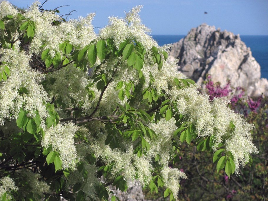 Fraxinus mandshurica почка