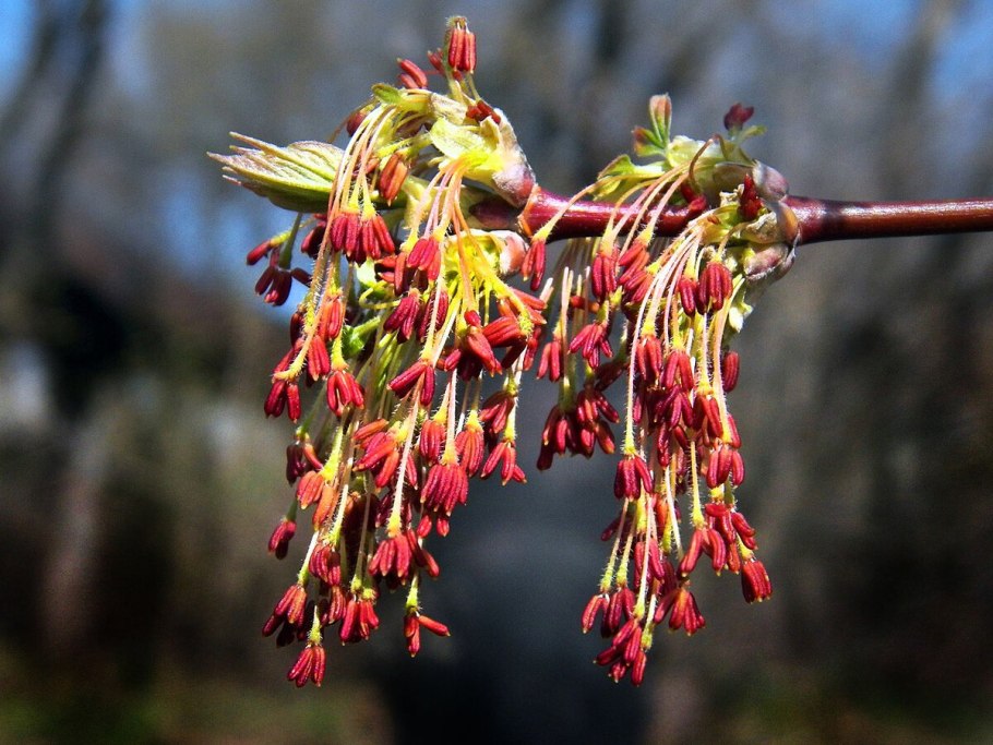 Ясень Крымский