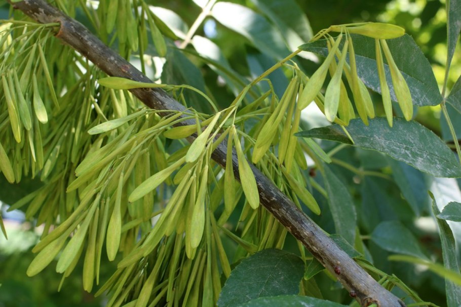 Ясень манновый (Fraxinus ornus)