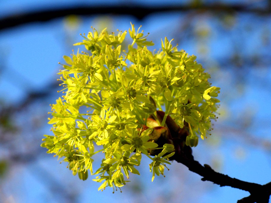 Клен ясенелистный цветет