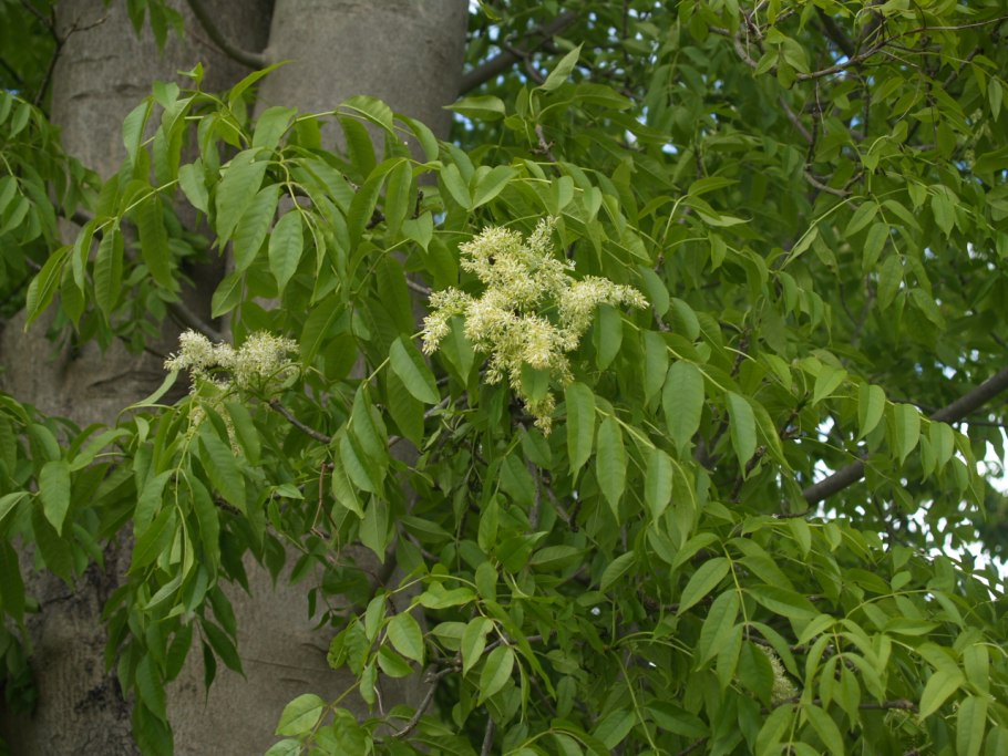 Ясень манный