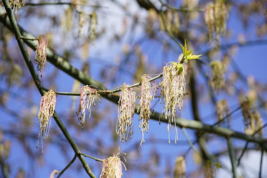 Ясень обыкновенный лист