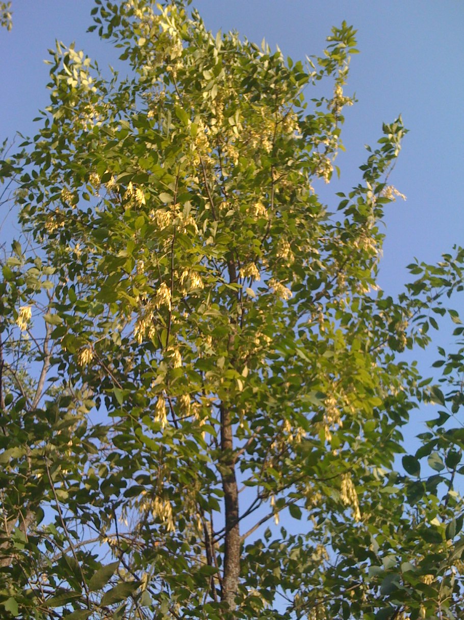 Fraxinus ornus Meczek