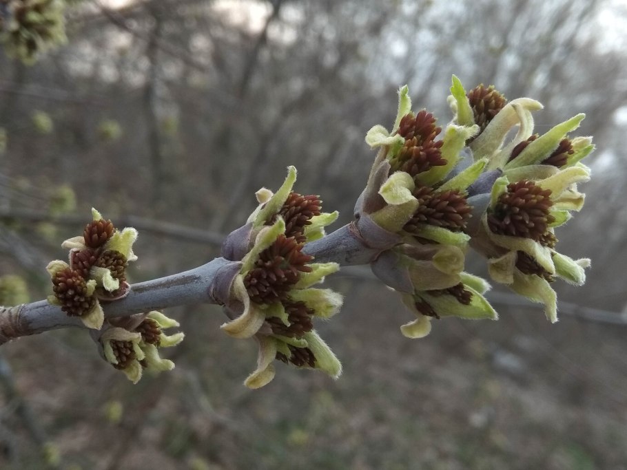 Ясень обыкновенный цветет