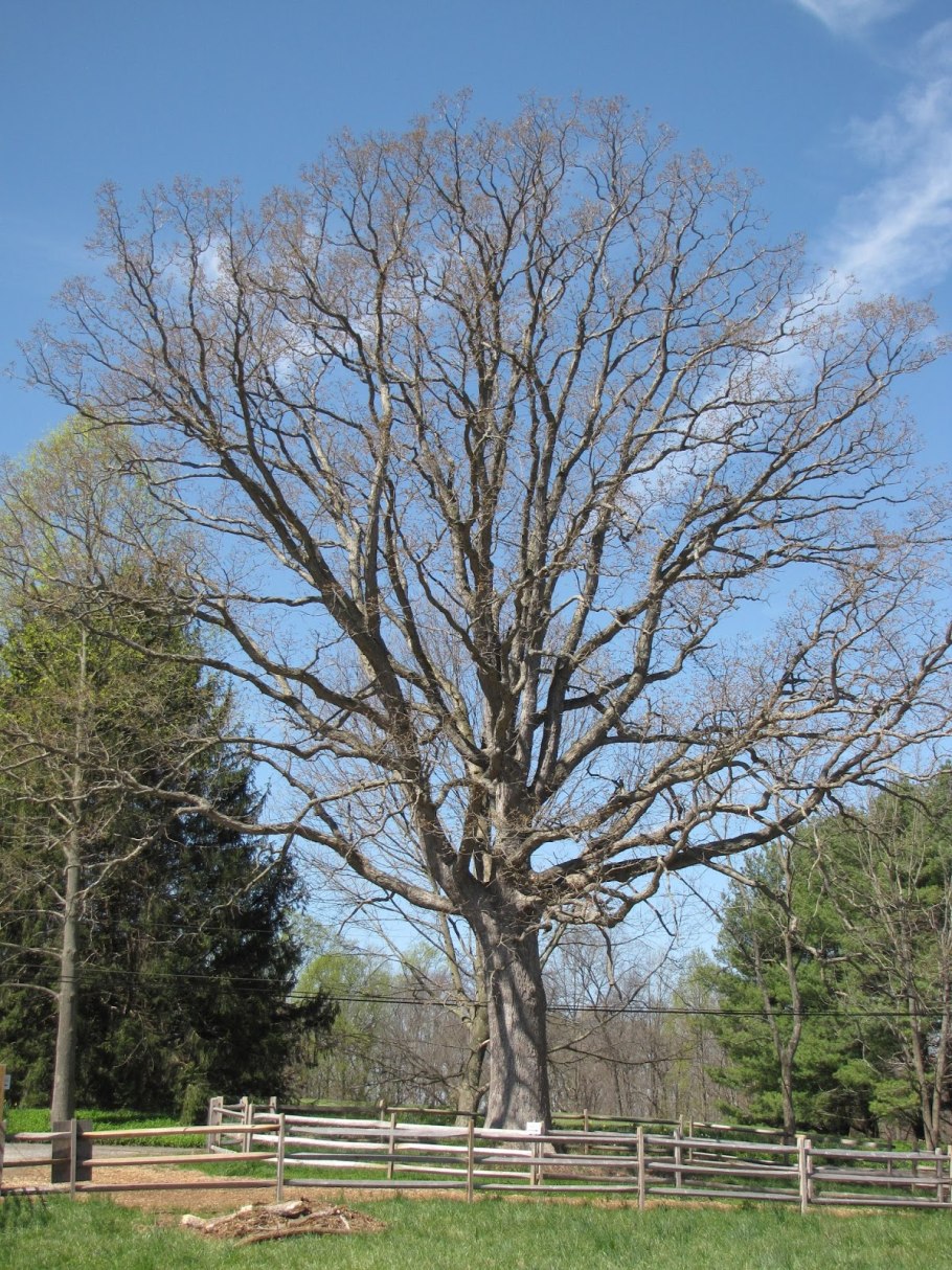 Ясень цветет