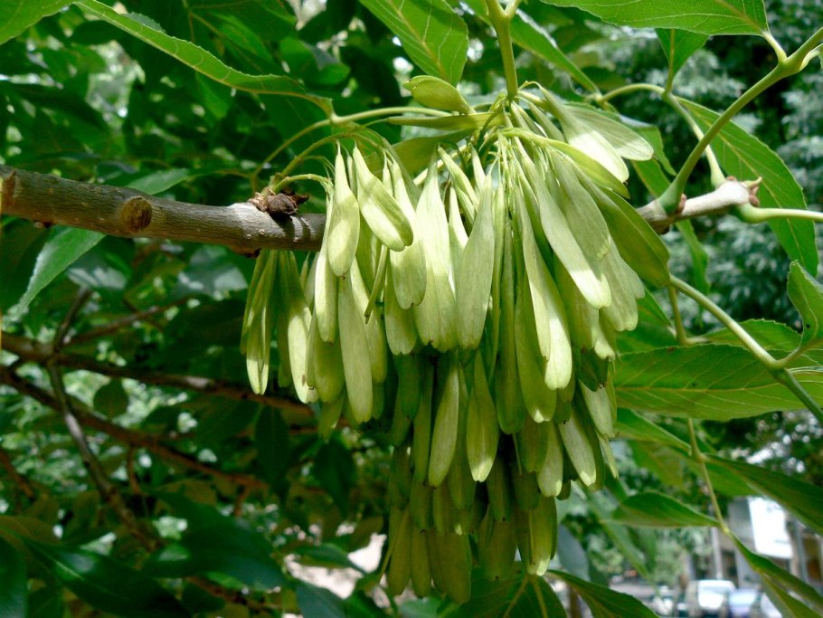 Ясень обыкновенный зимой