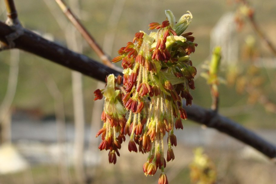 Ясень цветение