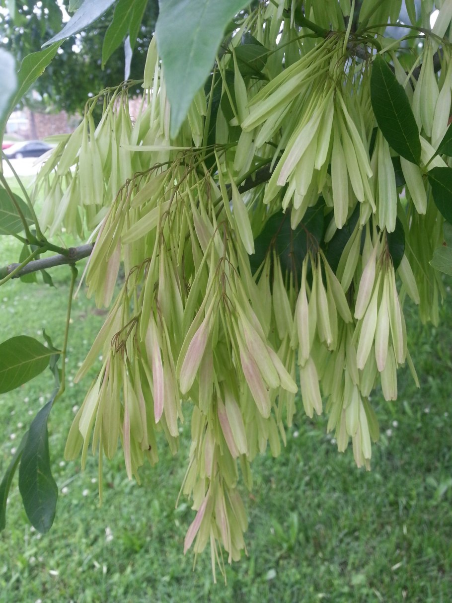 Клен ясенелистный кустарник