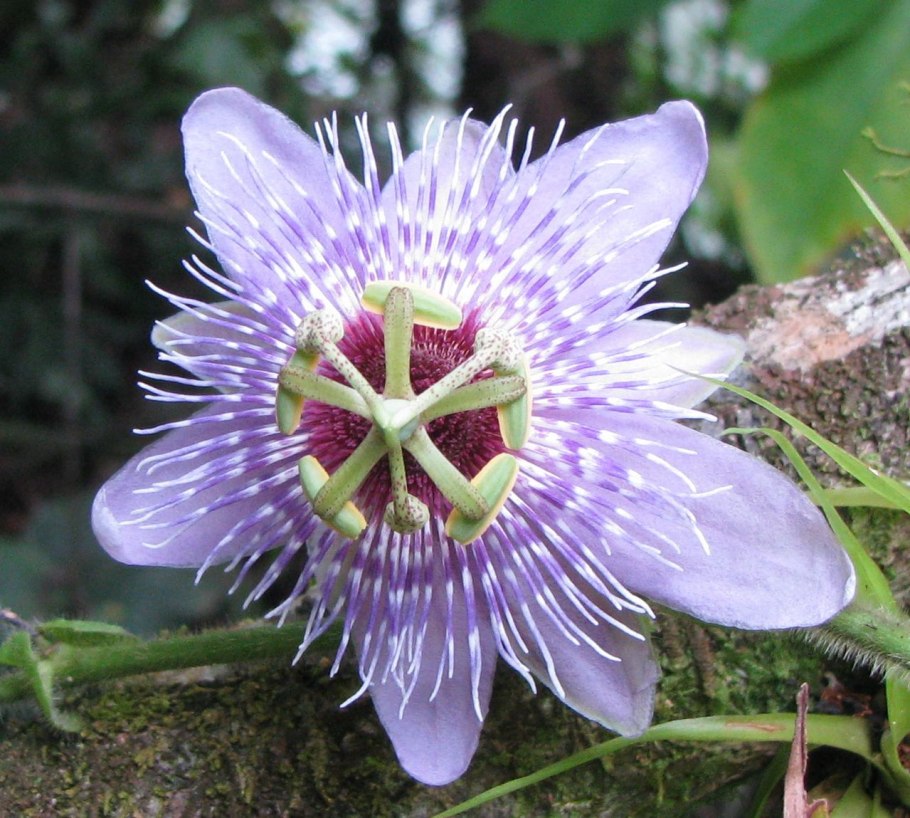 Флаура Северной Америки