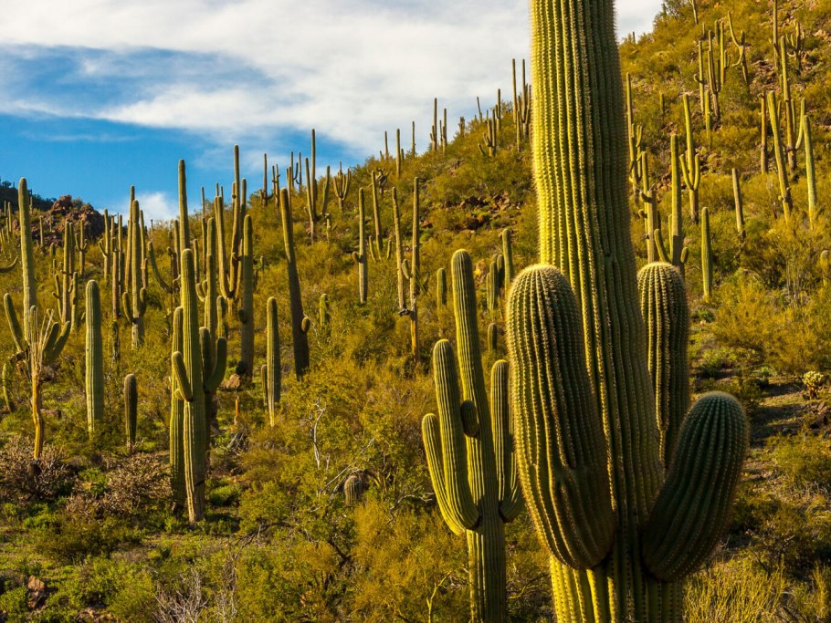 Кактус Сагуаро Северной Америки