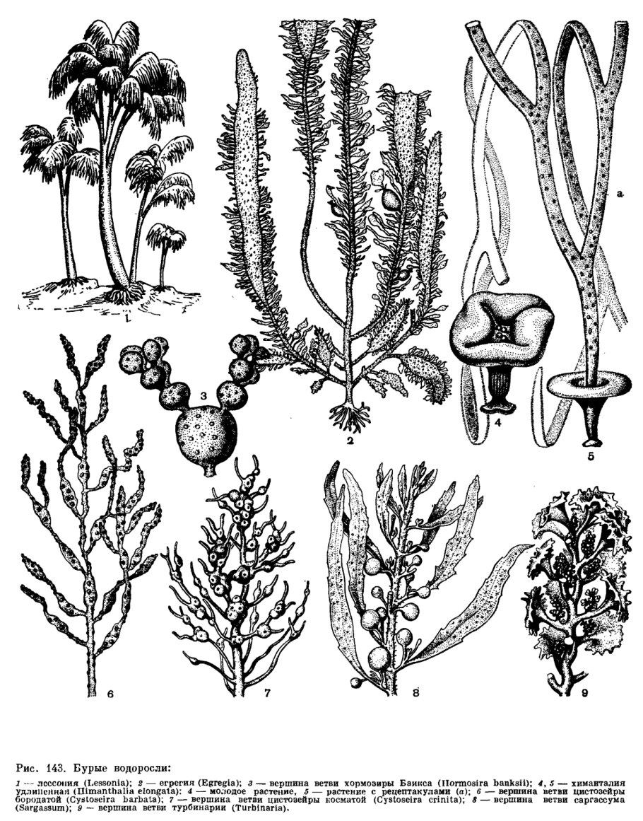 Бурых водорослей (Lessonia SPP.).