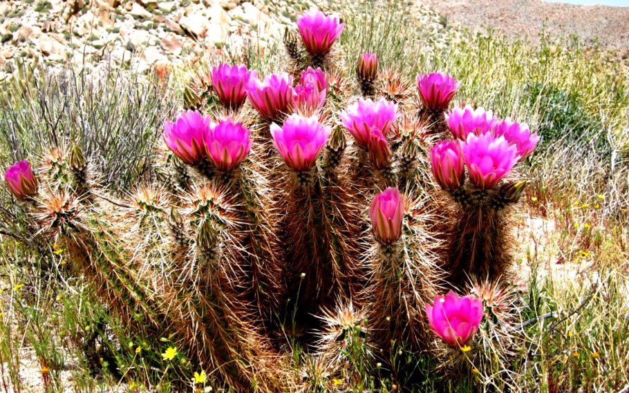 Кактус Индиан, цветение