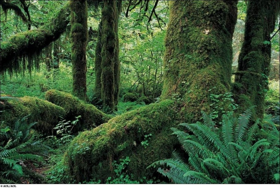 Дейнтри Австралия Флора