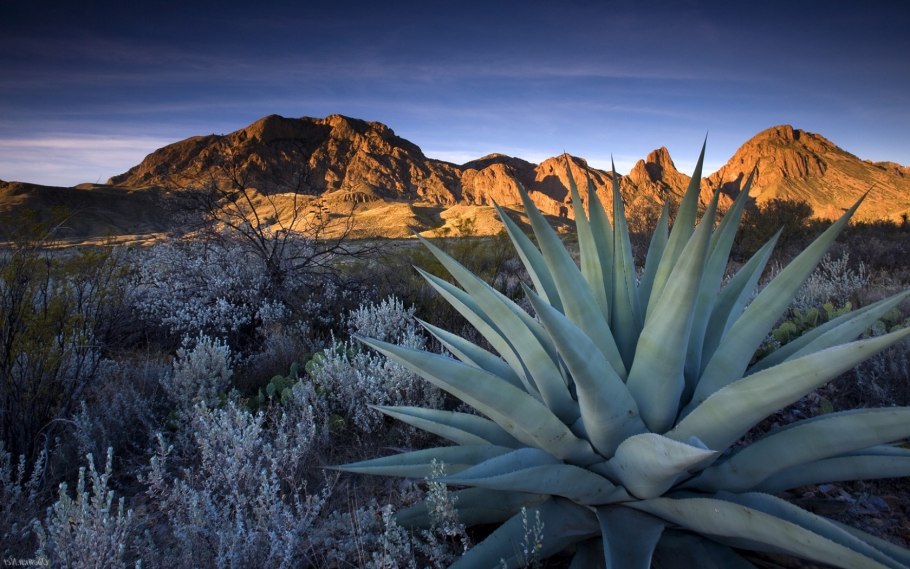 Агава Северная Америка