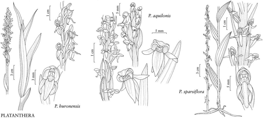 Растения Северной Америки рисунок