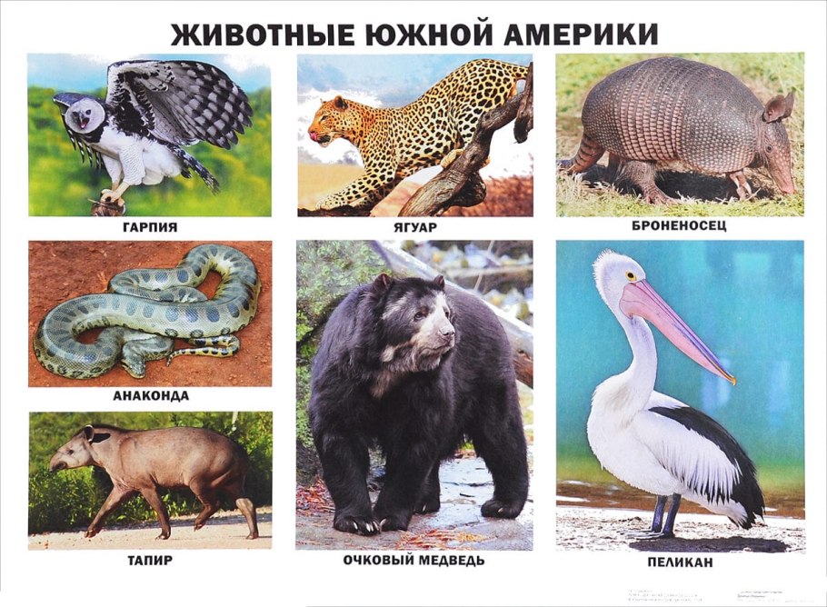 Животныеюжноц Америки