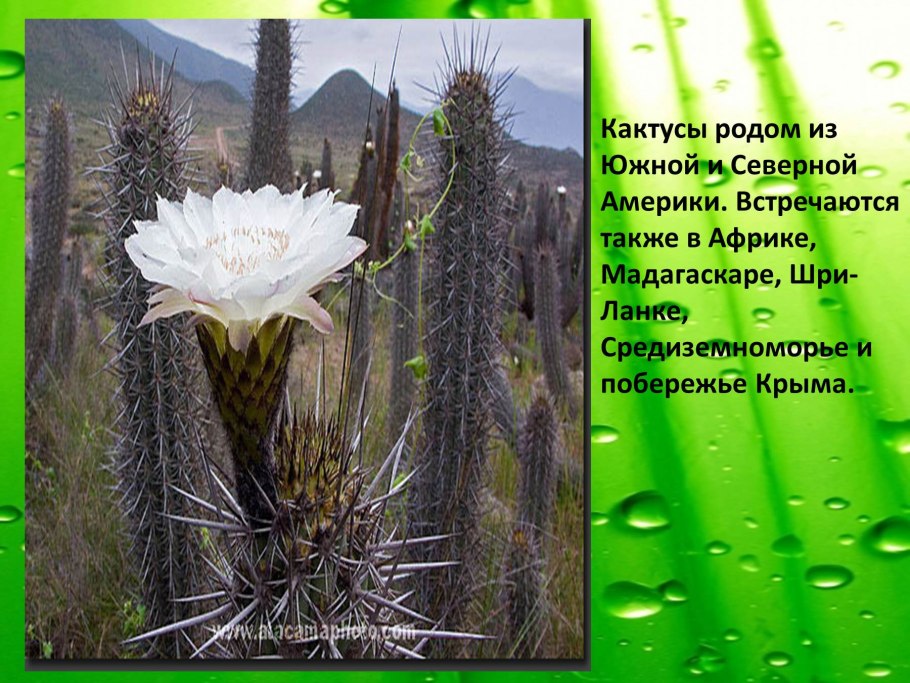 Интересное о кактусах для детей