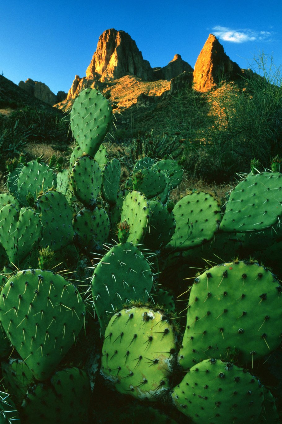 Кактус опунция в пустыне