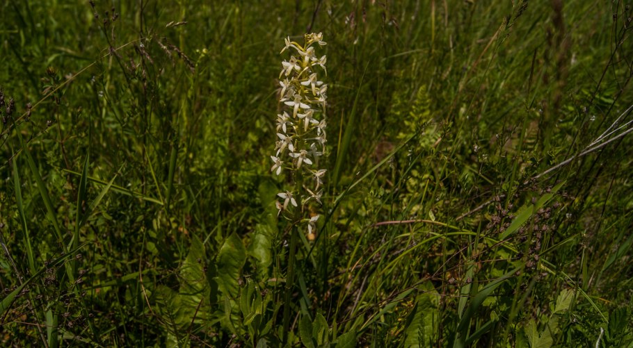 Platanthera bifolia