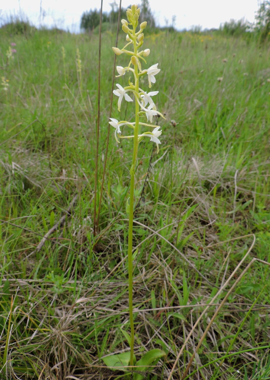 Любка двулистная (Platanthera bifolia)