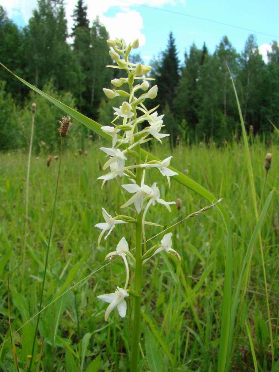 Любка двулистная (Platanthera bifolia)