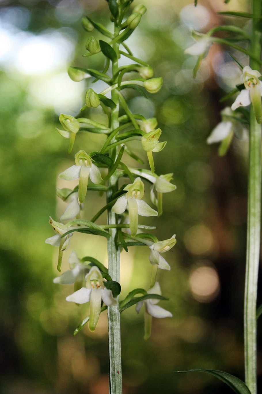 Любка двулистная (Platanthera bifolia)