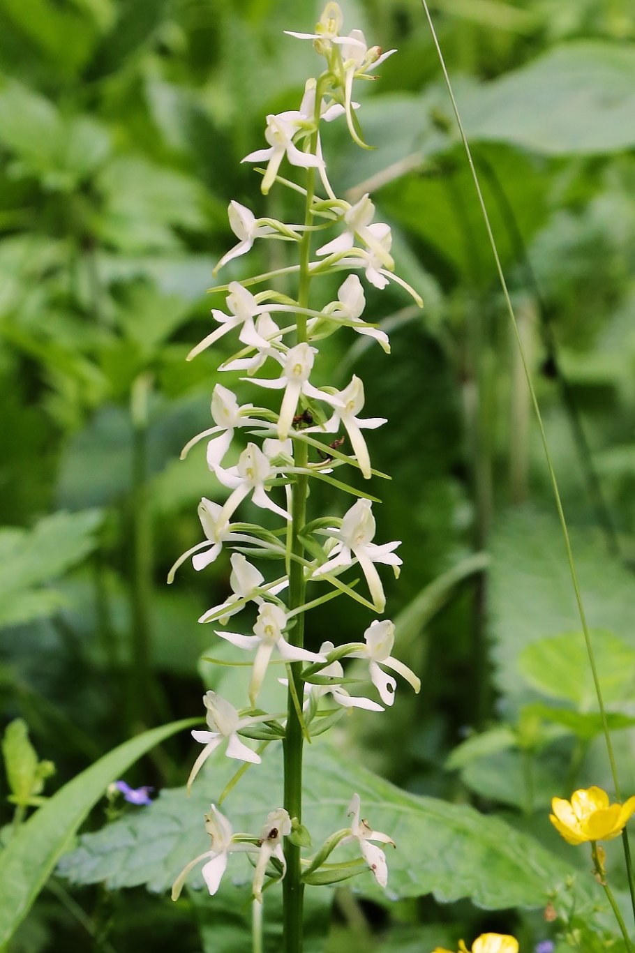 Любка двулистная - Platanthera bifolia (l.) Rich.