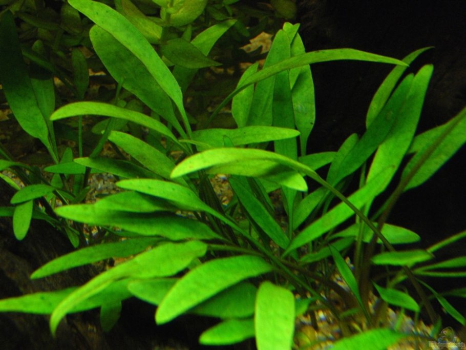 Криптокорина willisii