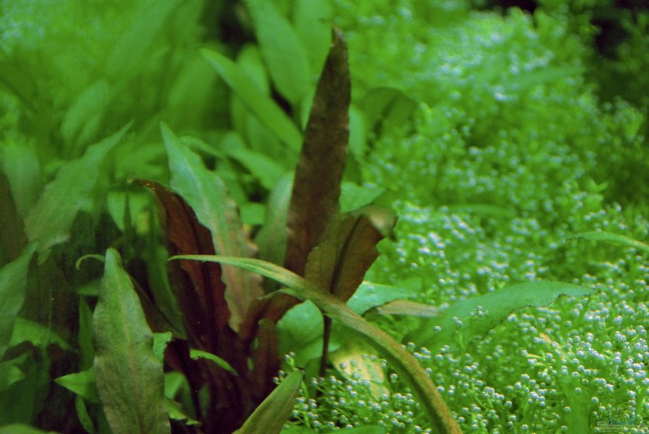 Криптокорина Вендта Рубелла