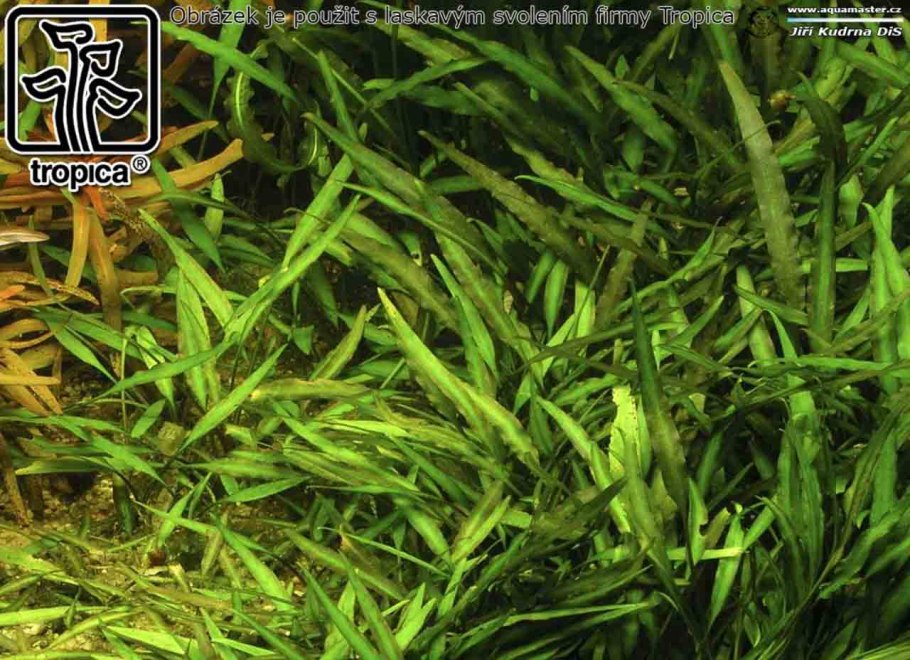 Криптокорина Уиллиса