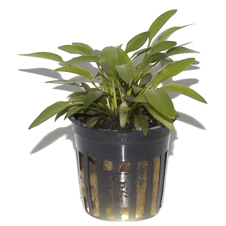 Криптокорина Погостемон