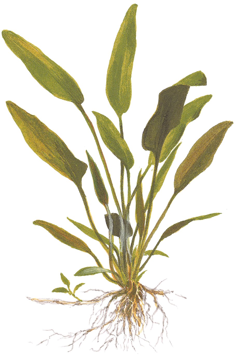 Криптокорина Невилля