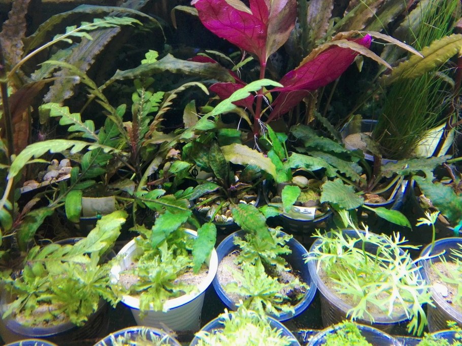 Cryptocoryne lucens